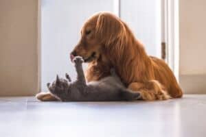 Can Cats and Dogs Communicate with Each Other?