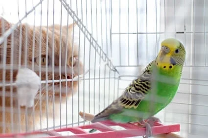 can cats and parrots be friends?