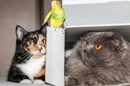 can cats kill parrots?