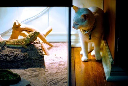 can cats live with bearded dragons?