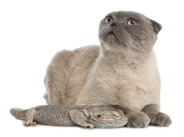 will cats attack bearded dragons?