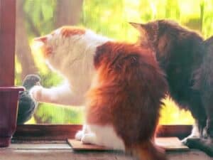 Why Do Cats Make a Chirping Sound When They See Birds?