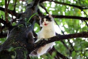 How to Get A Cat Down from A Tree (Without A Ladder)