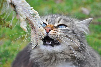 Can Cats Eat Cooked Fish with Bones? - Senior Cat Wellness