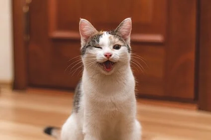 cats smiling with teeth