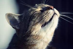 Do Older Cats Lose Their Sense of Smell? — Senior Cat Wellness