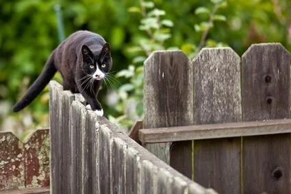 Does cutting a cat's whiskers make them unbalanced?