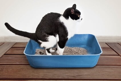 Why Is My Cat Dragging Poop Out of The Litter Box?