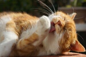 Why Do Cats Have Such Rough Tongues? (5 Essential Reasons)