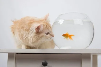 can cats and fish live together?