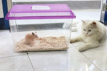 can cats and hamsters be friends?
