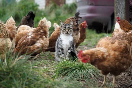 do cats get along with chickens?