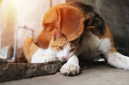 what dogs get along with cats the best?