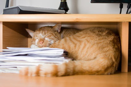 Why Do Cats Lay on Paper? — Senior Cat Wellness