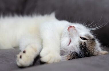 Why Do Cats Close Their Eyes? (7 Different Meanings)