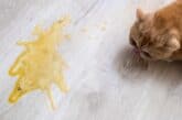 cat throwing up digested food