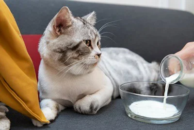 is there a milk substitute for cats?