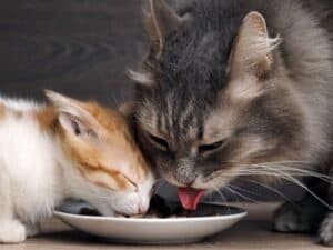 Can Senior Cats Eat Kitten Food? - Senior Cat Wellness