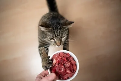 easiest proteins for cats to digest