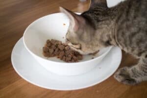 Is Too Much Protein Bad for Older Cats? - Senior Cat Wellness