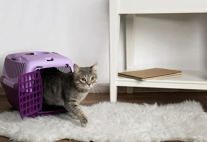 is it cruel to keep a cat in a cage at night?