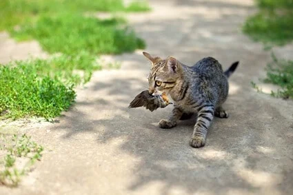 Put A “Paws” On Hunting: Keep Cats Safe From Rodent-Carried Disease