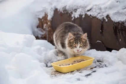 do-cats-eat-more-when-its-cold