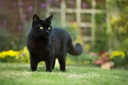 10 Little Known Facts About Black Cats - Senior Cat Wellness