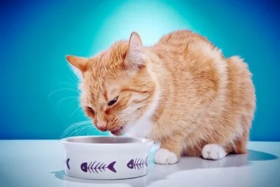 will cats starve themselves if they don't like the food?