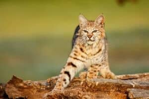 What Is The Difference Between A Bobcat And A House Cat?