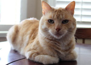 Why Does a Cat Loaf? (The Cat Loafing Position Meaning)