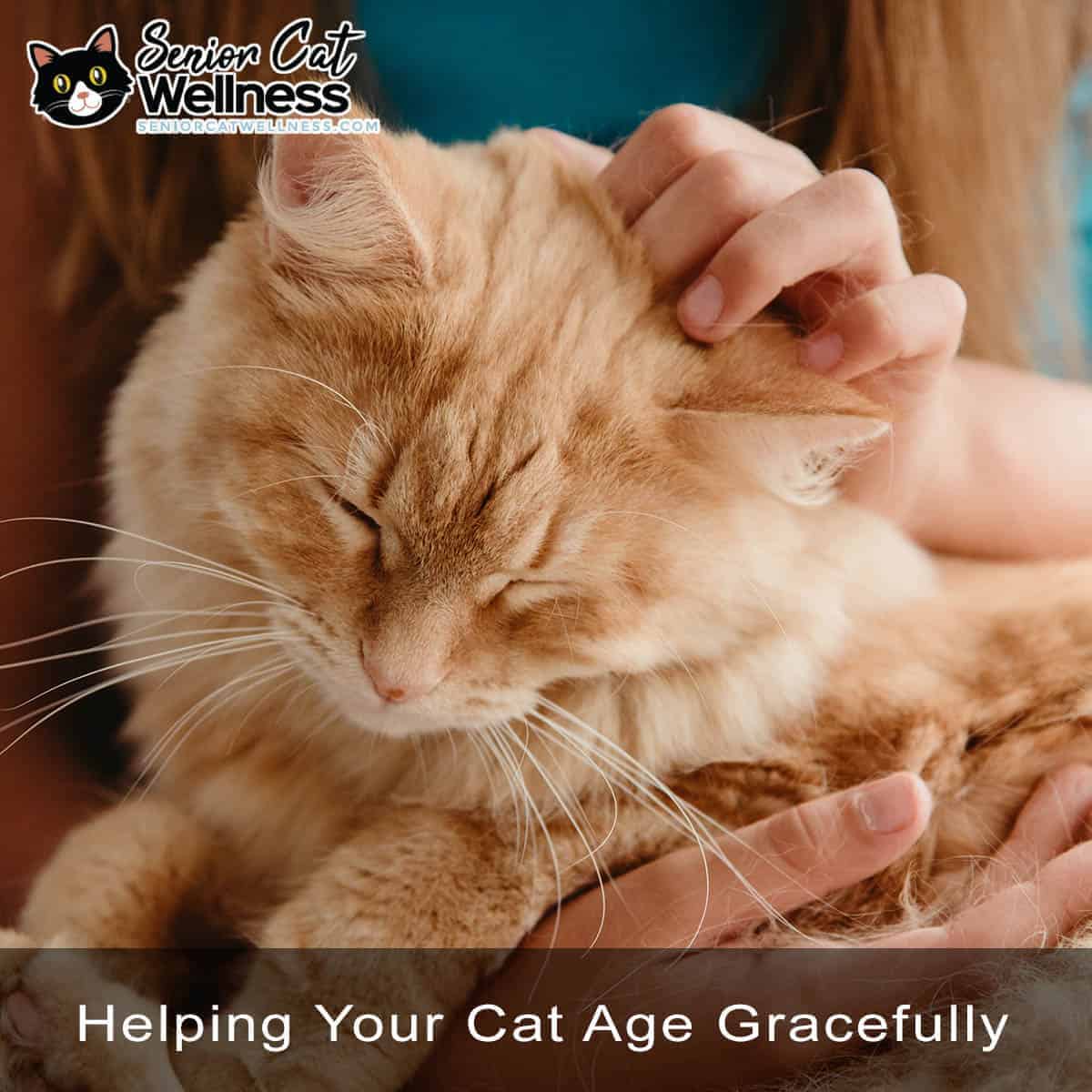 Senior Cat Wellness - Helping Your Cat Age Gracefully